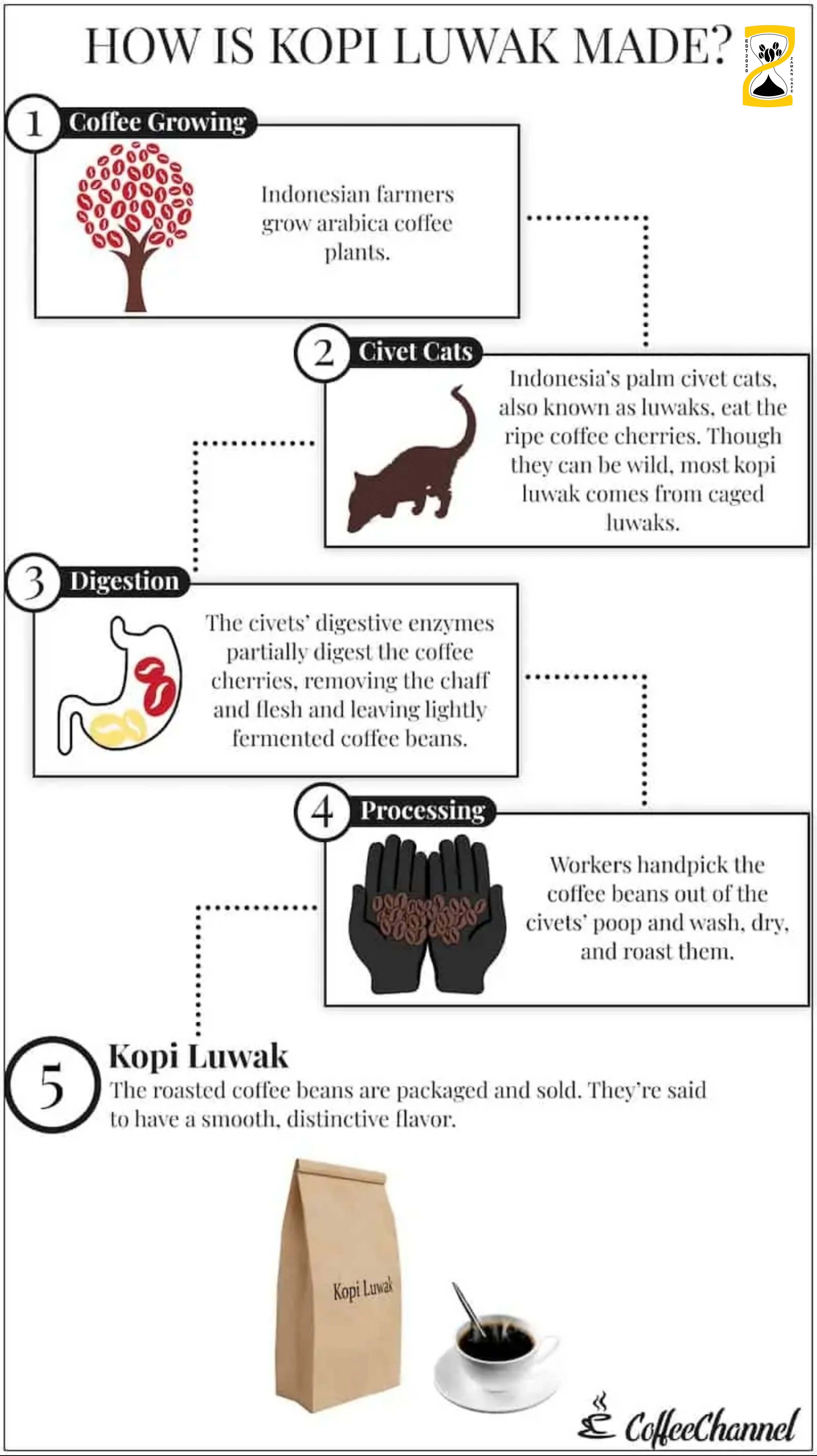 kopi luwak چیست اینفوگرافیک Kopi Luwak چگونه ساخته می شود